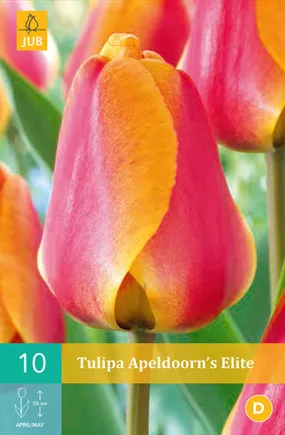 Tulpen Apeldoorn’s Elite 10st.